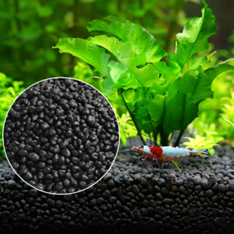 Planted Aquarium Freshwater - Bể Cá Cảnh Vật Có Hạt