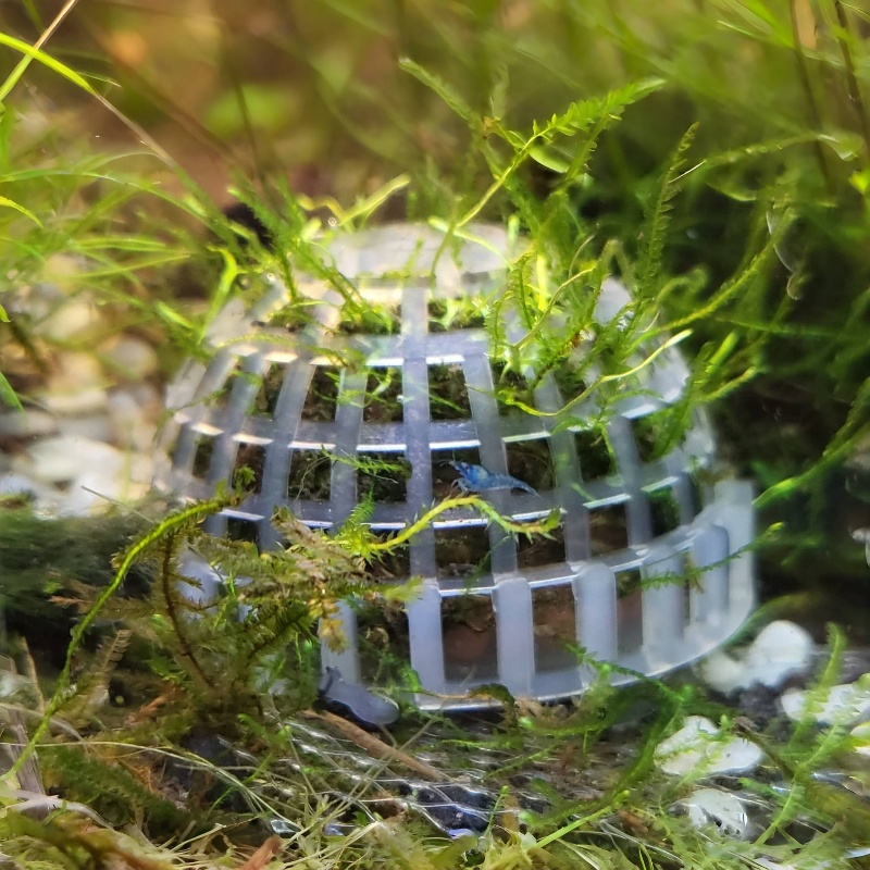 Planted Aquarium Models - 2pc Aquarium Moss Ball Holder, Fish
