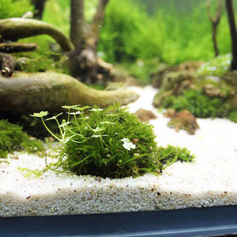 1pc Aquatic Pet Supplies Decor - đánh giá và giá Planted Aquarium Models
