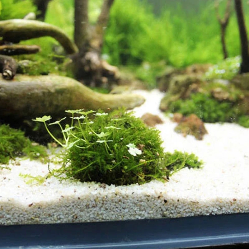 2pc Aquarium Moss Ball Holder, - đánh giá và giá Planted Aquarium Models